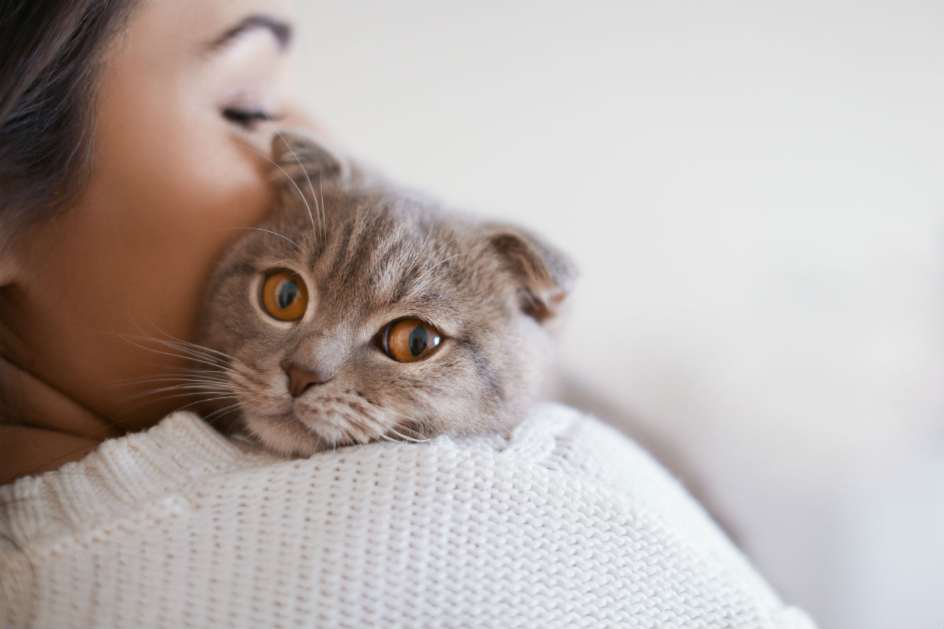 Image: https://upviral.s3.amazonaws.com/images/1576779984shutterstock587456957ajpg.jpg